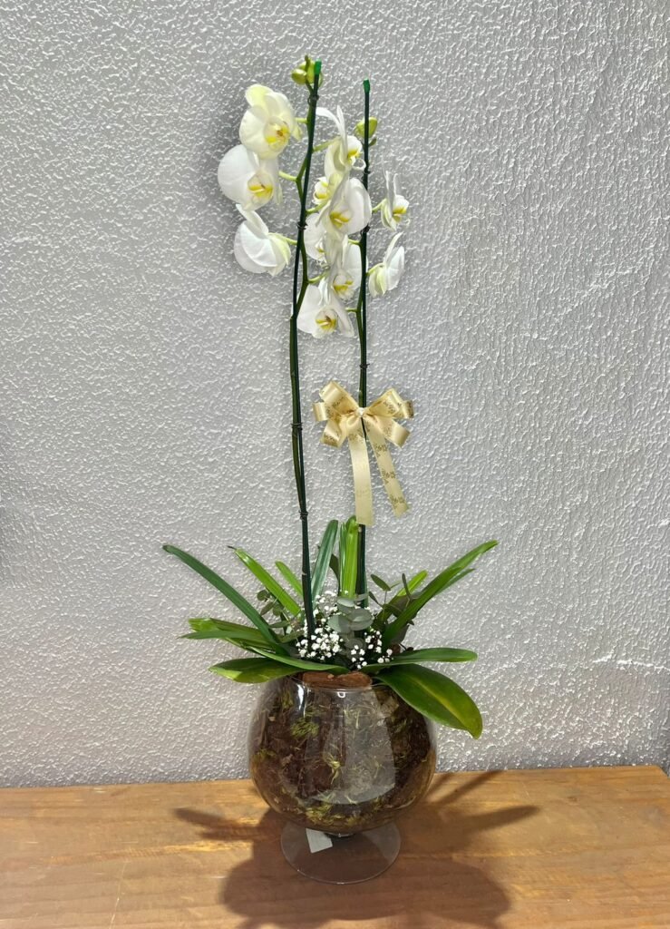 Orquídea - 4 entregas mensais