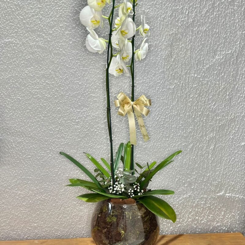 Orquídea - 4 entregas mensais