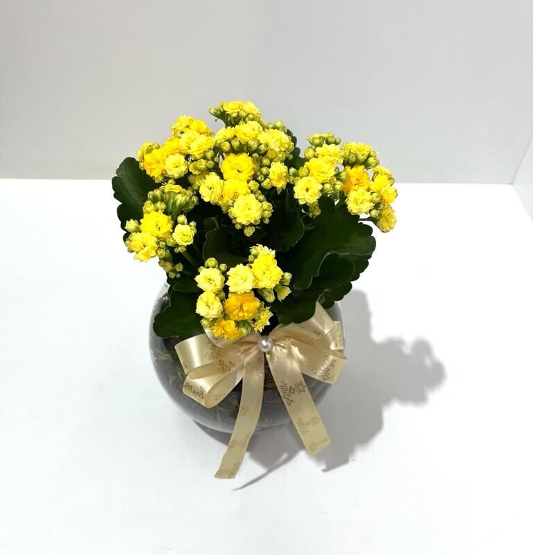 Kalanchoê - 4 entregas mensais